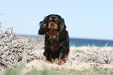 CAVALIER KING CHARLES 268
